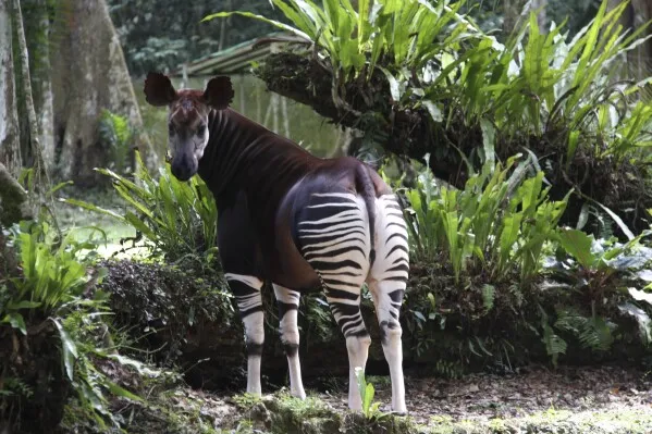 UNESCO Demands Action as Gold Mining Endangers Congo’s Okapi Reserve
